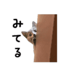 だいすきごまちゃん！2（個別スタンプ：6）