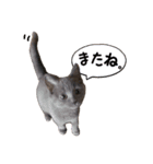 だいすきごまちゃん！2（個別スタンプ：12）