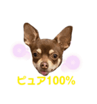 ベル子の日常スタンプ その2（個別スタンプ：29）