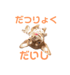 ベル子の日常スタンプ その2（個別スタンプ：30）