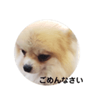 ポメの変顔（個別スタンプ：4）
