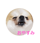 ポメの変顔（個別スタンプ：7）