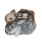 うさカフェりび（個別スタンプ：5）
