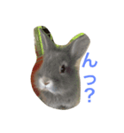 うさカフェりび（個別スタンプ：8）