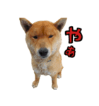 犬の豆太郎（個別スタンプ：29）