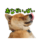犬の豆太郎（個別スタンプ：31）