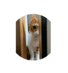 ニャン太と（個別スタンプ：8）