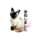 猫 敬語 仕事用（個別スタンプ：5）