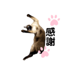猫 敬語 仕事用（個別スタンプ：7）