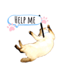 猫 敬語 仕事用（個別スタンプ：20）