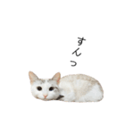 うちのふーちゃん。（個別スタンプ：4）