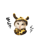 うちのふーちゃん。（個別スタンプ：6）