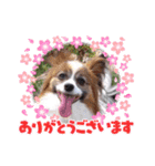 パピヨンのムーちゃん（個別スタンプ：4）