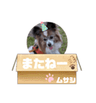 パピヨンのムーちゃん（個別スタンプ：12）