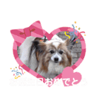 パピヨンのムーちゃん（個別スタンプ：23）