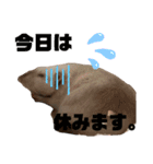 ファンシーラット大集合 第二弾（個別スタンプ：13）
