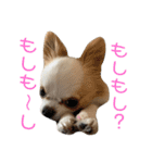 リンとユキのスタンプ4（個別スタンプ：7）