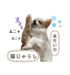 リンとユキのスタンプ4（個別スタンプ：11）