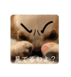 リンとユキのスタンプ4（個別スタンプ：13）