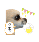 リンとユキのスタンプ4（個別スタンプ：21）