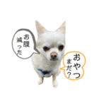 リンとユキのスタンプ4（個別スタンプ：23）