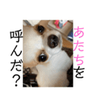 リンとユキのスタンプ4（個別スタンプ：38）