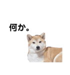 ルイルイと柴犬空（個別スタンプ：2）