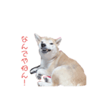 ルイルイと柴犬空（個別スタンプ：3）