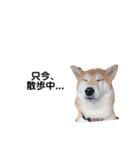 ルイルイと柴犬空（個別スタンプ：4）