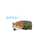 ルイルイと柴犬空（個別スタンプ：5）