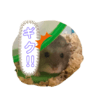 はむはむソフト（個別スタンプ：3）
