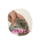 はむはむソフト（個別スタンプ：5）