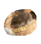 はむはむソフト（個別スタンプ：7）