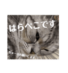 ねこ目線（個別スタンプ：1）