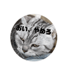 ねこ目線（個別スタンプ：2）