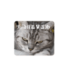 ねこ目線（個別スタンプ：4）