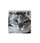ねこ目線（個別スタンプ：8）