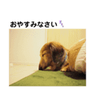 ふぁんとむスタイル（故愛犬のスタンプ）③（個別スタンプ：1）
