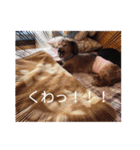 ふぁんとむスタイル（故愛犬のスタンプ）③（個別スタンプ：5）