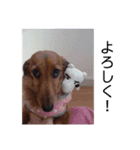 ふぁんとむスタイル（故愛犬のスタンプ）③（個別スタンプ：7）