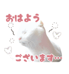 ふぁみりー NYAn’s（個別スタンプ：1）