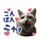 ふぁみりー NYAn’s（個別スタンプ：3）