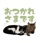 ふぁみりー NYAn’s（個別スタンプ：4）