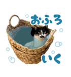 ふぁみりー NYAn’s（個別スタンプ：7）