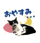 ふぁみりー NYAn’s（個別スタンプ：8）