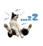 ふぁみりー NYAn’s（個別スタンプ：9）