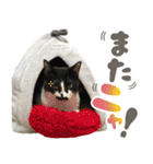 ふぁみりー NYAn’s（個別スタンプ：10）