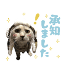 ふぁみりー NYAn’s（個別スタンプ：11）