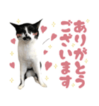 ふぁみりー NYAn’s（個別スタンプ：12）