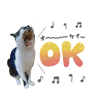 ふぁみりー NYAn’s（個別スタンプ：14）